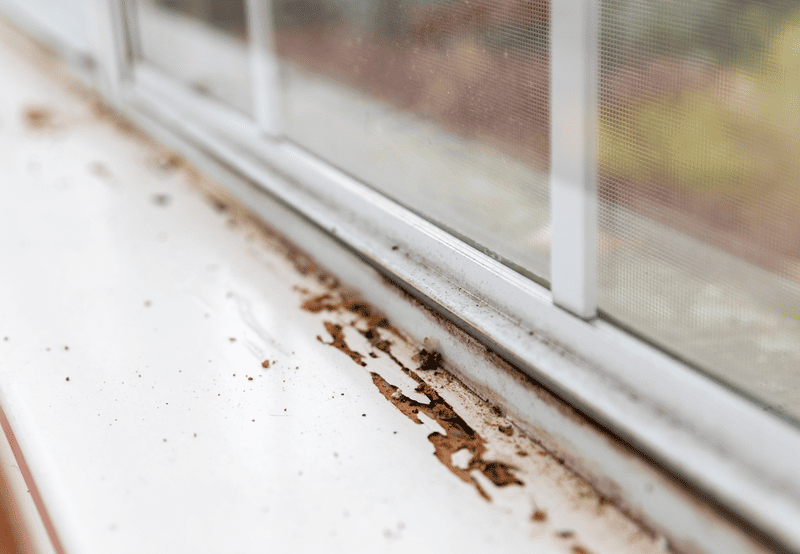 How Can a Termite Pest Inspection Save You Thousands in Repair Costs